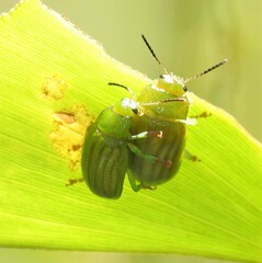 Calomela pallida