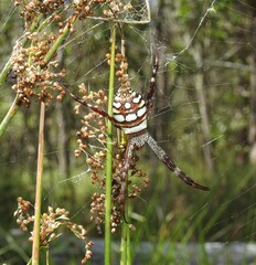 Argiope picta