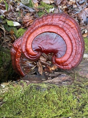 Ganoderma tsugae