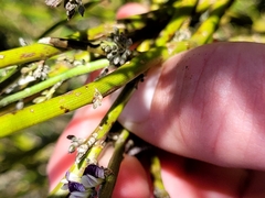 Carmichaelia australis