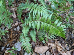 Dryopteris ludoviciana