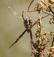 Argiope picta