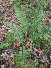 Dryopteris ludoviciana