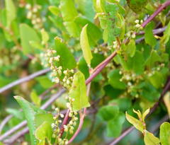 Muehlenbeckia adpressa
