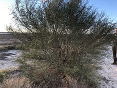 Acacia ammophila