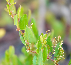 Muehlenbeckia adpressa