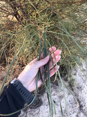 Acacia ammophila