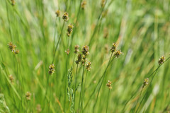 Carex hoodii