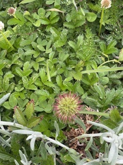 Acaena ovalifolia