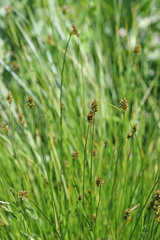 Carex hoodii