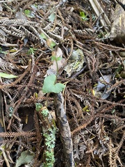 Acianthus sinclairii