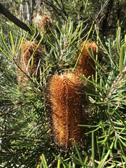 Banksia cunninghamii