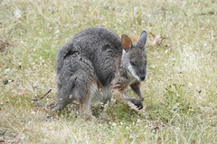 Notamacropus eugenii decres