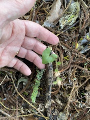 Acianthus sinclairii