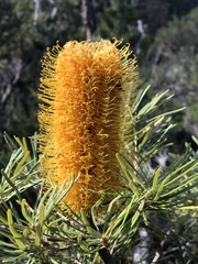 Banksia cunninghamii