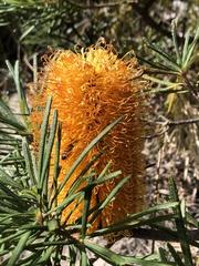 Banksia cunninghamii