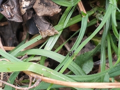 Parapalaeosepsis plebeia