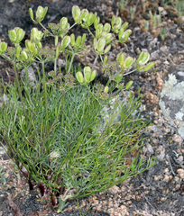 Lomatium