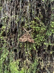 Pseudocoremia productata