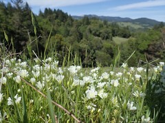 Limnanthes
