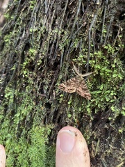 Pseudocoremia productata