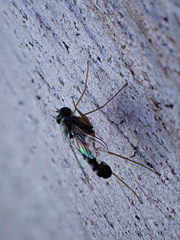 Dytomyia sordida