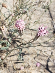 Palafoxia arida arida