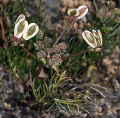 Lomatium