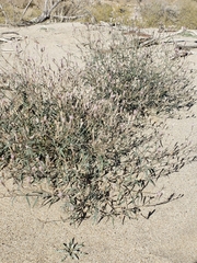 Palafoxia arida arida