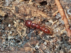 Amblyopone australis