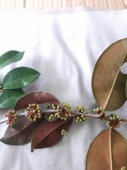 Chrysophyllum