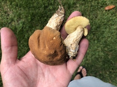 Leccinellum rugosiceps