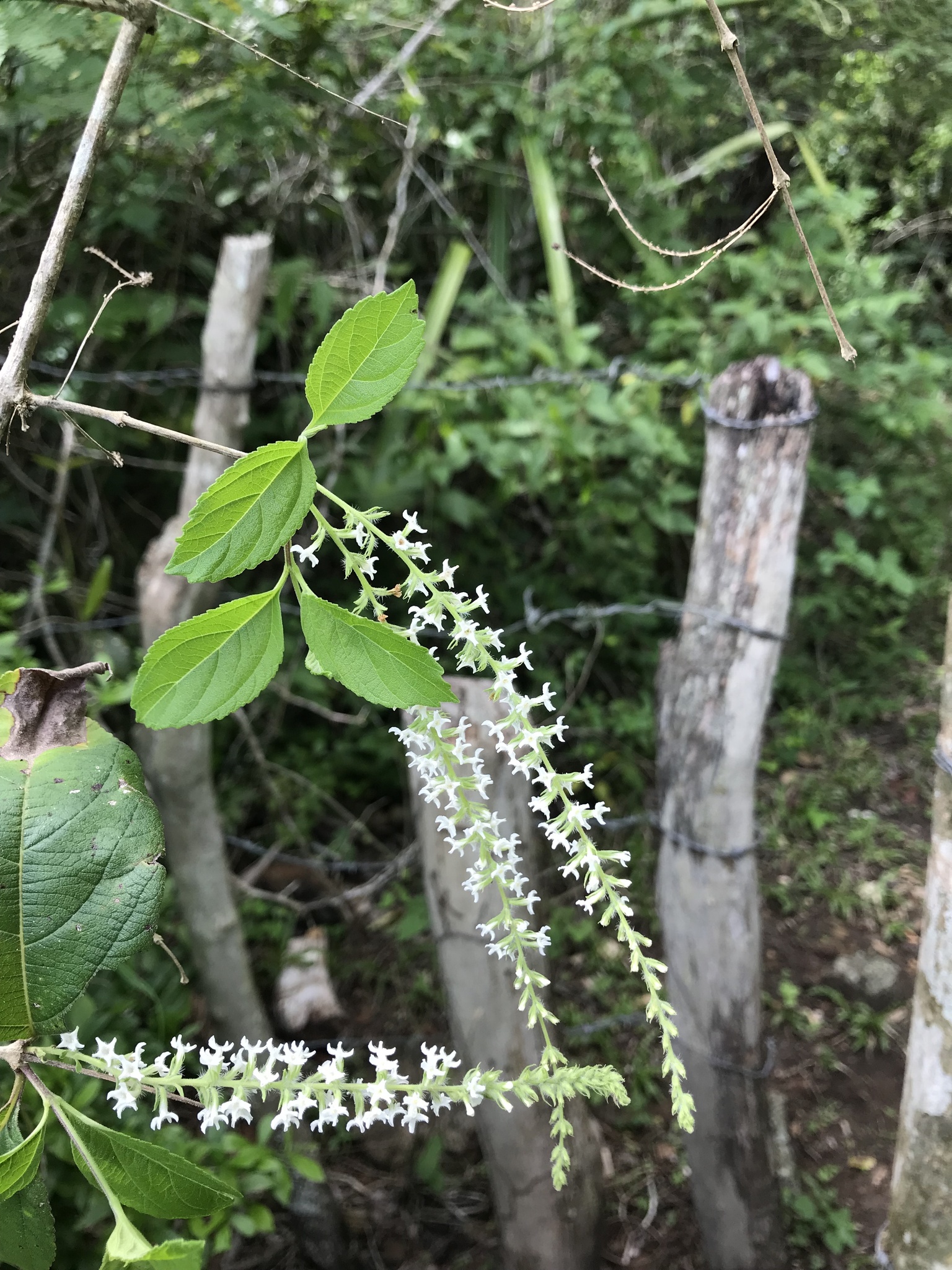Aloysia virgata