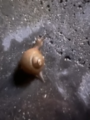 Zachrysia provisoria