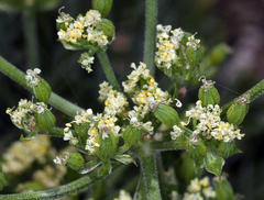 Lomatium
