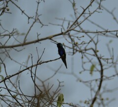 Heliomaster furcifer