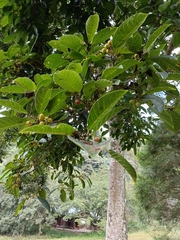 Ficus nervosa