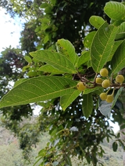 Ficus nervosa