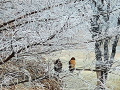 Buteo lineatus
