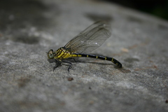 Stylogomphus albistylus