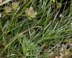 Lomatium