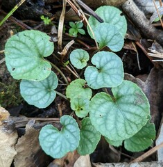 Viola walteri