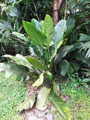 Dieffenbachia