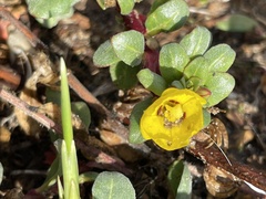 Camissoniopsis cheiranthifolia