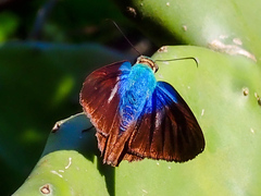Telegonus