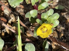 Camissoniopsis cheiranthifolia
