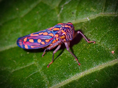 Apogonalia stalii