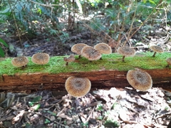 Lentinus crinitus