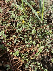 Camissoniopsis cheiranthifolia