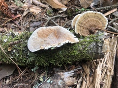 Daedaleopsis confragosa